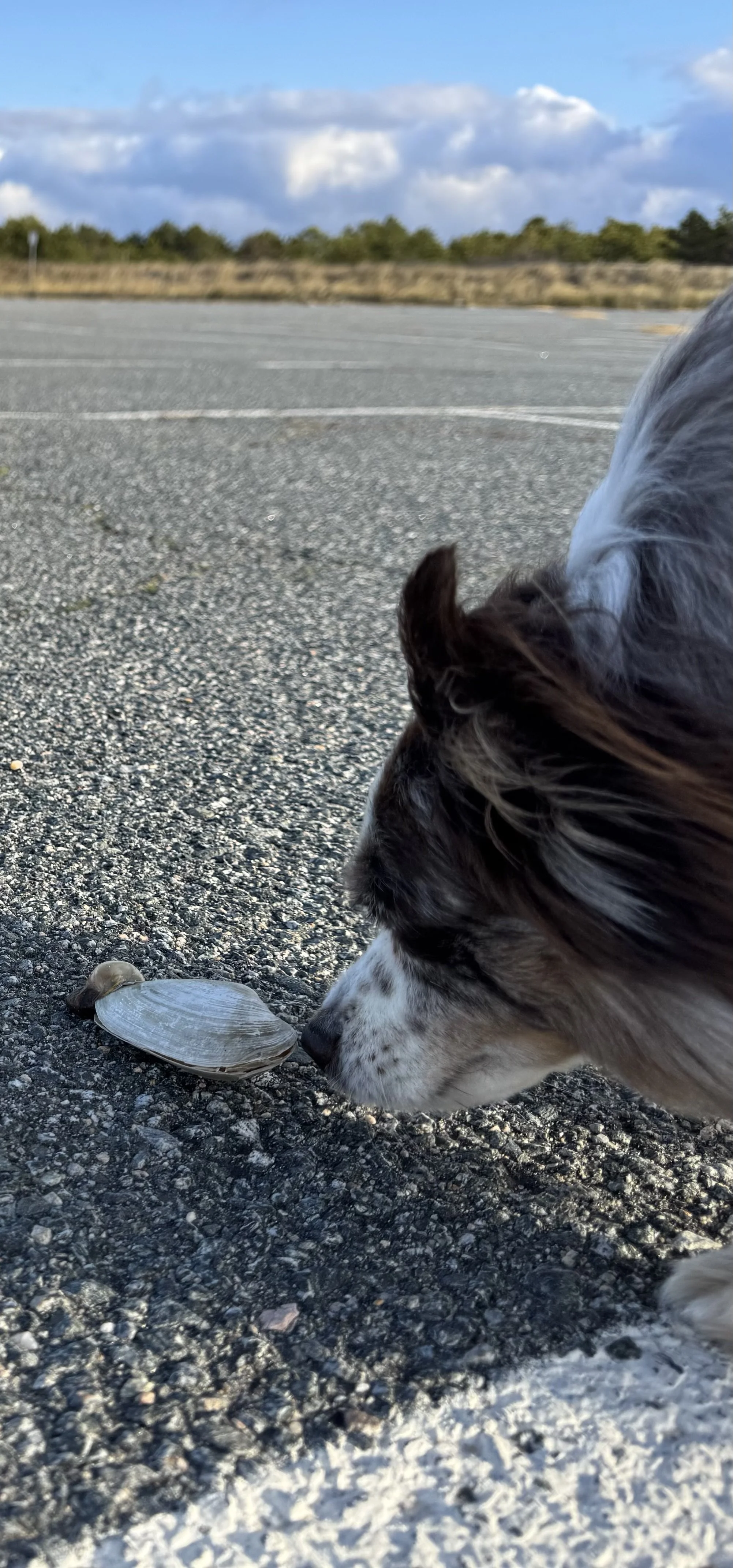 How to (Not) Save a Clam