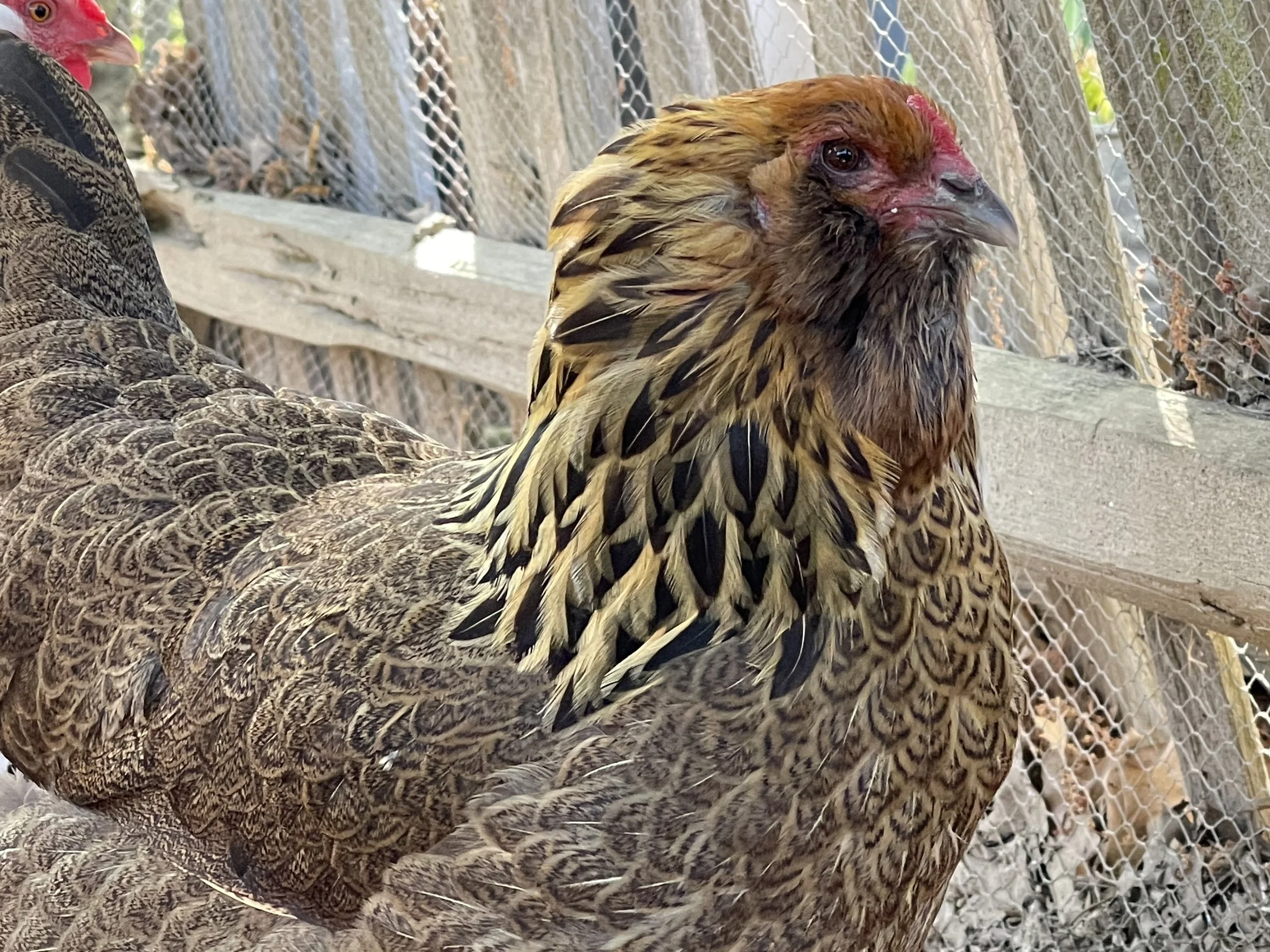 The Tin Man and Little Sausage — Chapter 1—or The Book I Drove Across the Country Not to Write