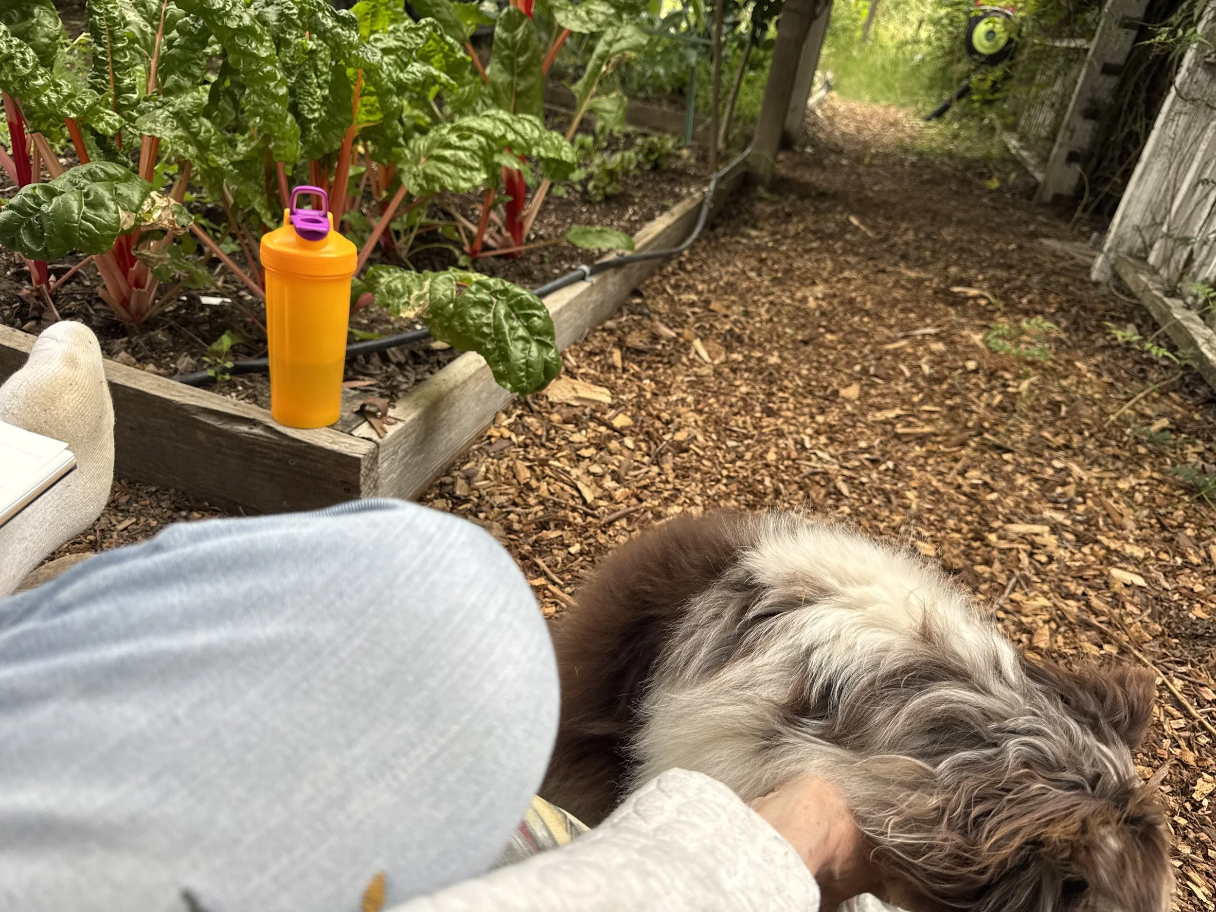 New Focus for this Blog  — When Your Front Door Opens to Chard 