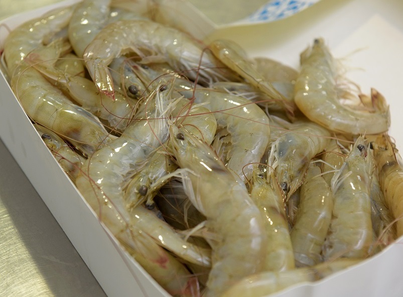 Shrimp in Box.jpg