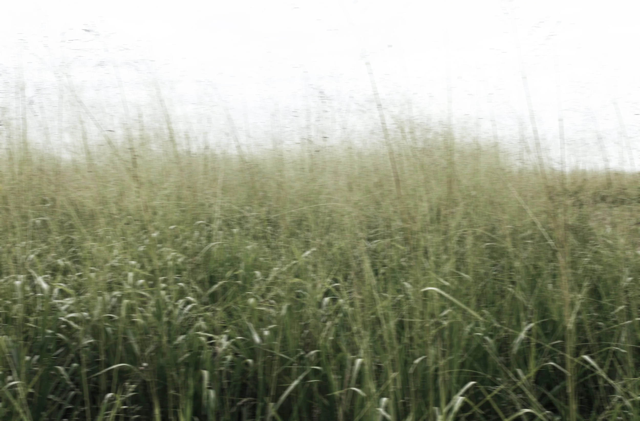 iStock-183021908_blur.jpg
