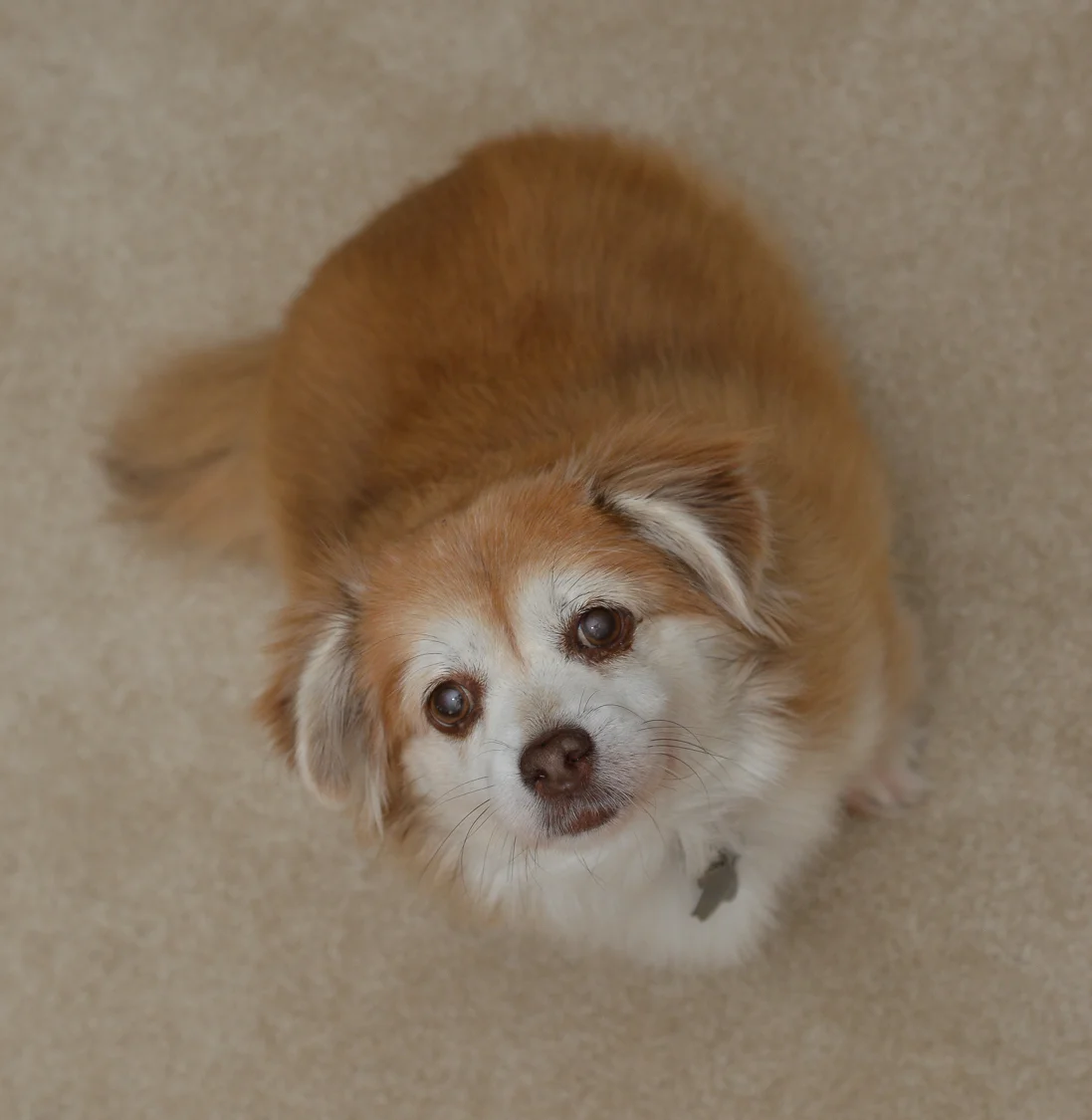 03pet.jpg
