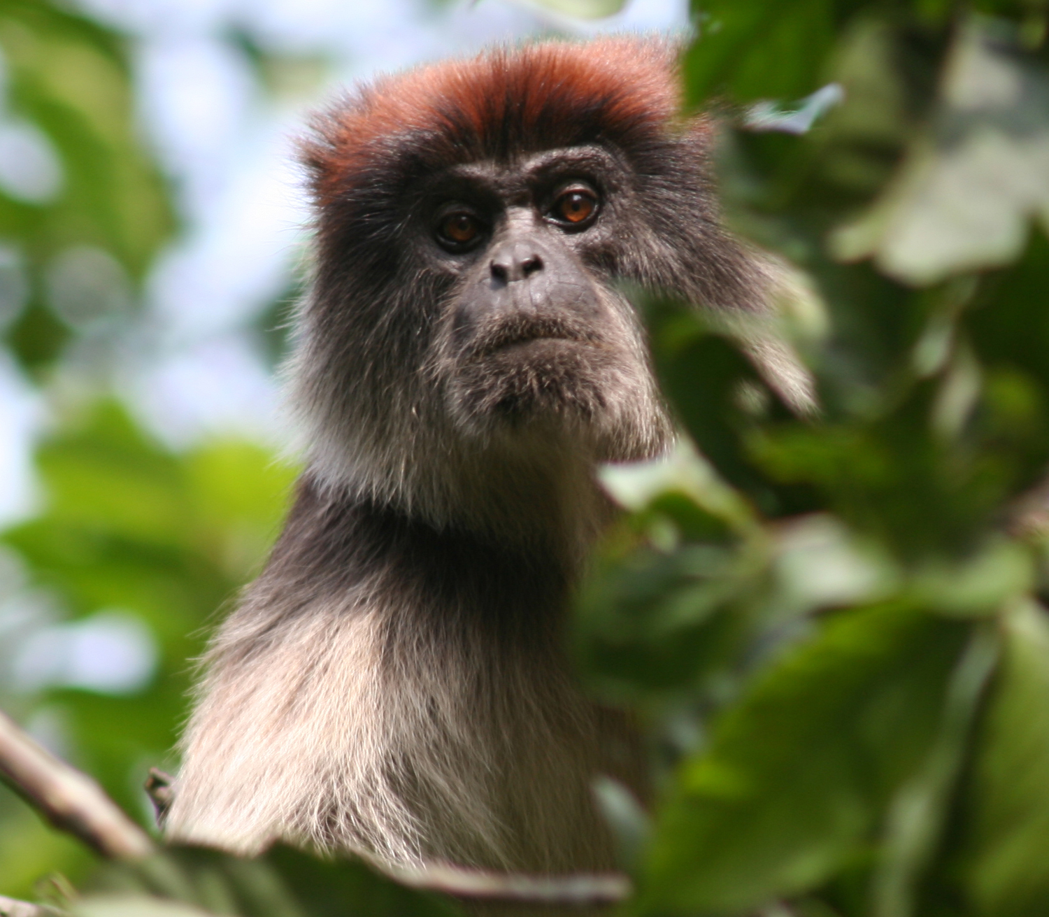 Factors influencing terrestriality in primates of the Americas and  Madagascar