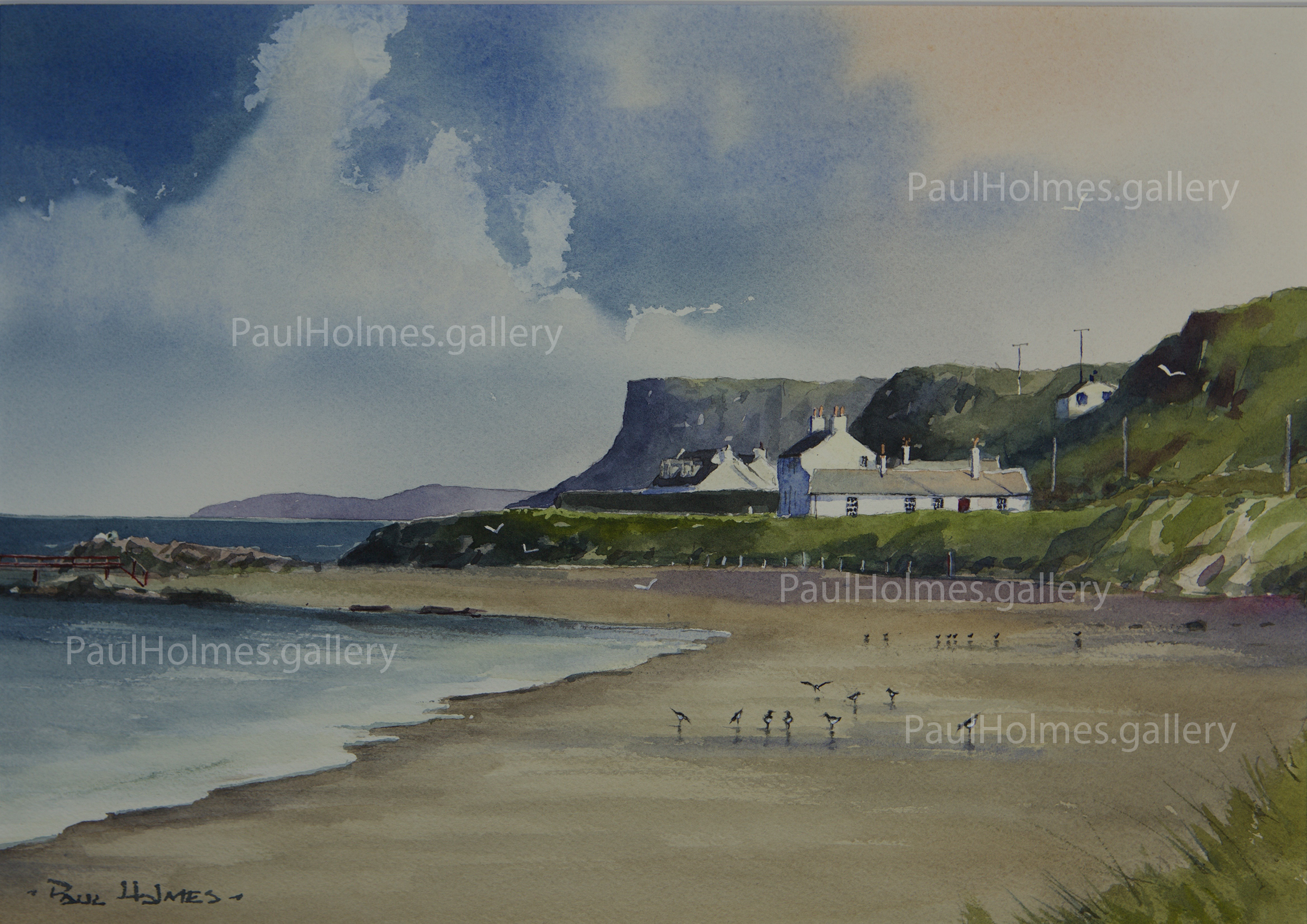 OYSTER CATCHERS BALLYCASTLE BEACH Co Antrim