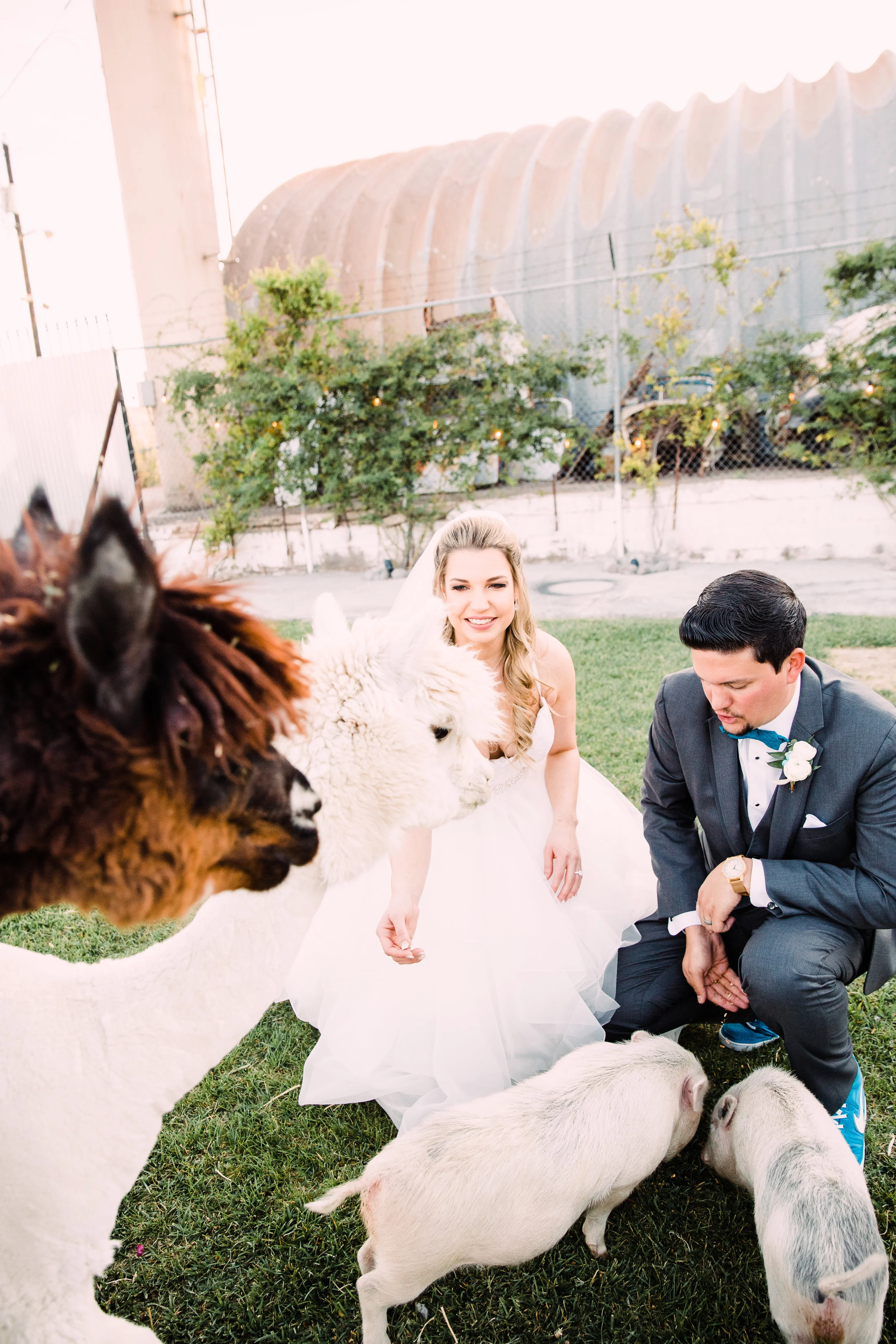 Feeding the on-site animals - alpacas, pigs, chickens.
