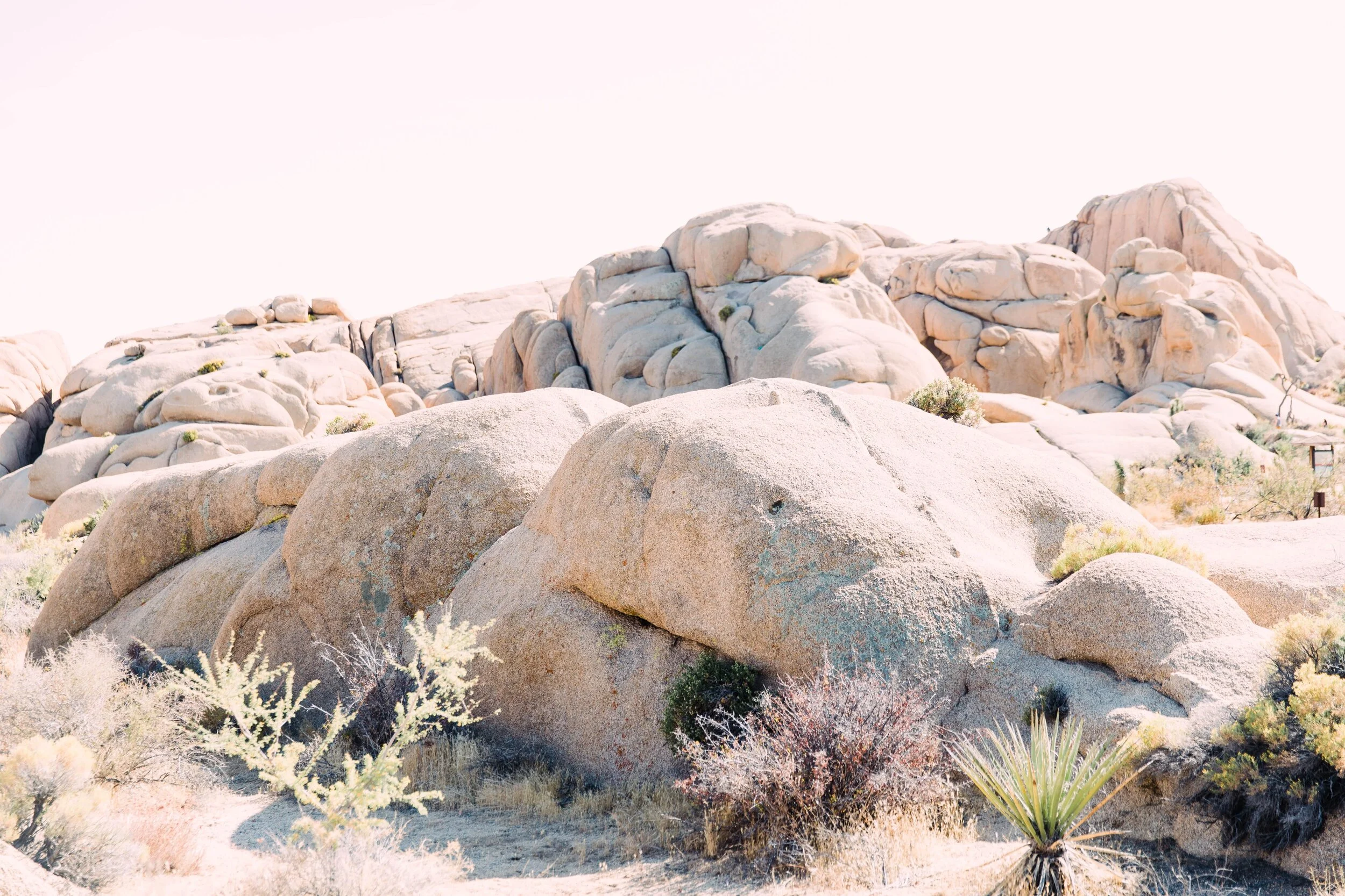 joshua tree backdrops for wedding