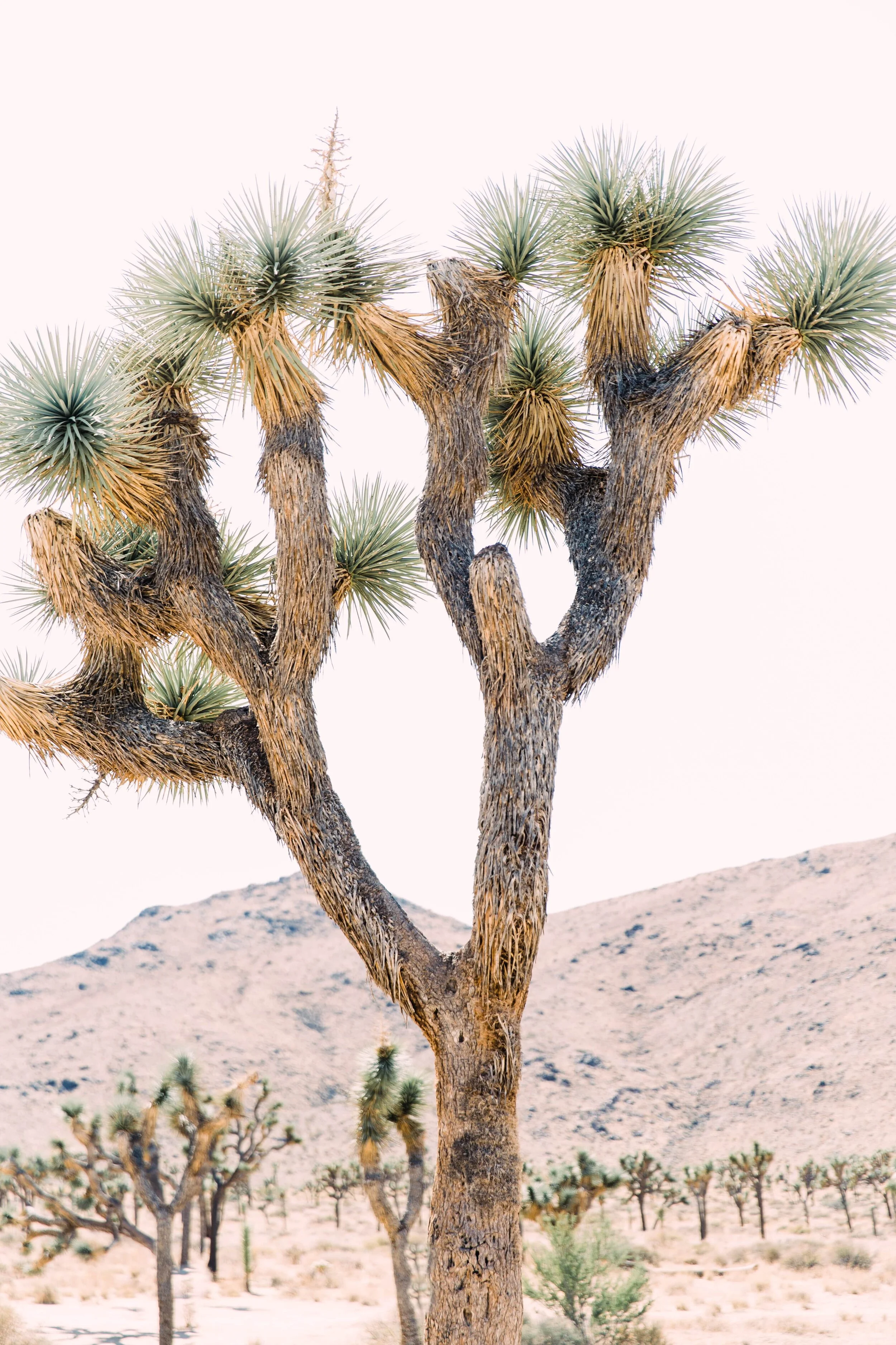 joshua tree wedding inspo