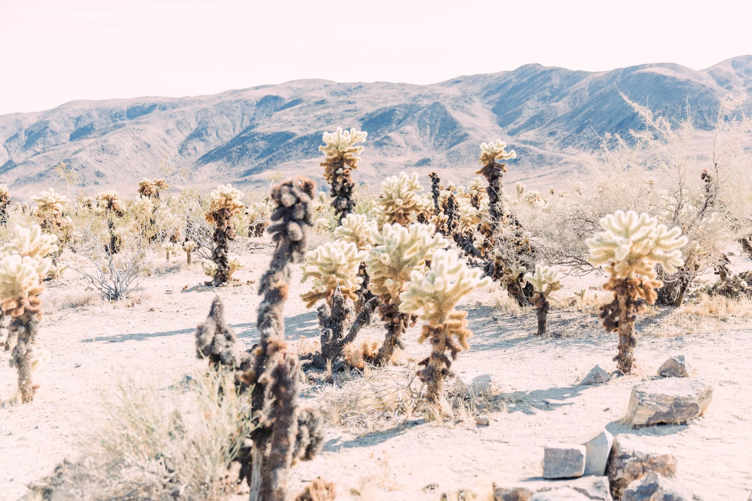 cholla cactus garden wedding