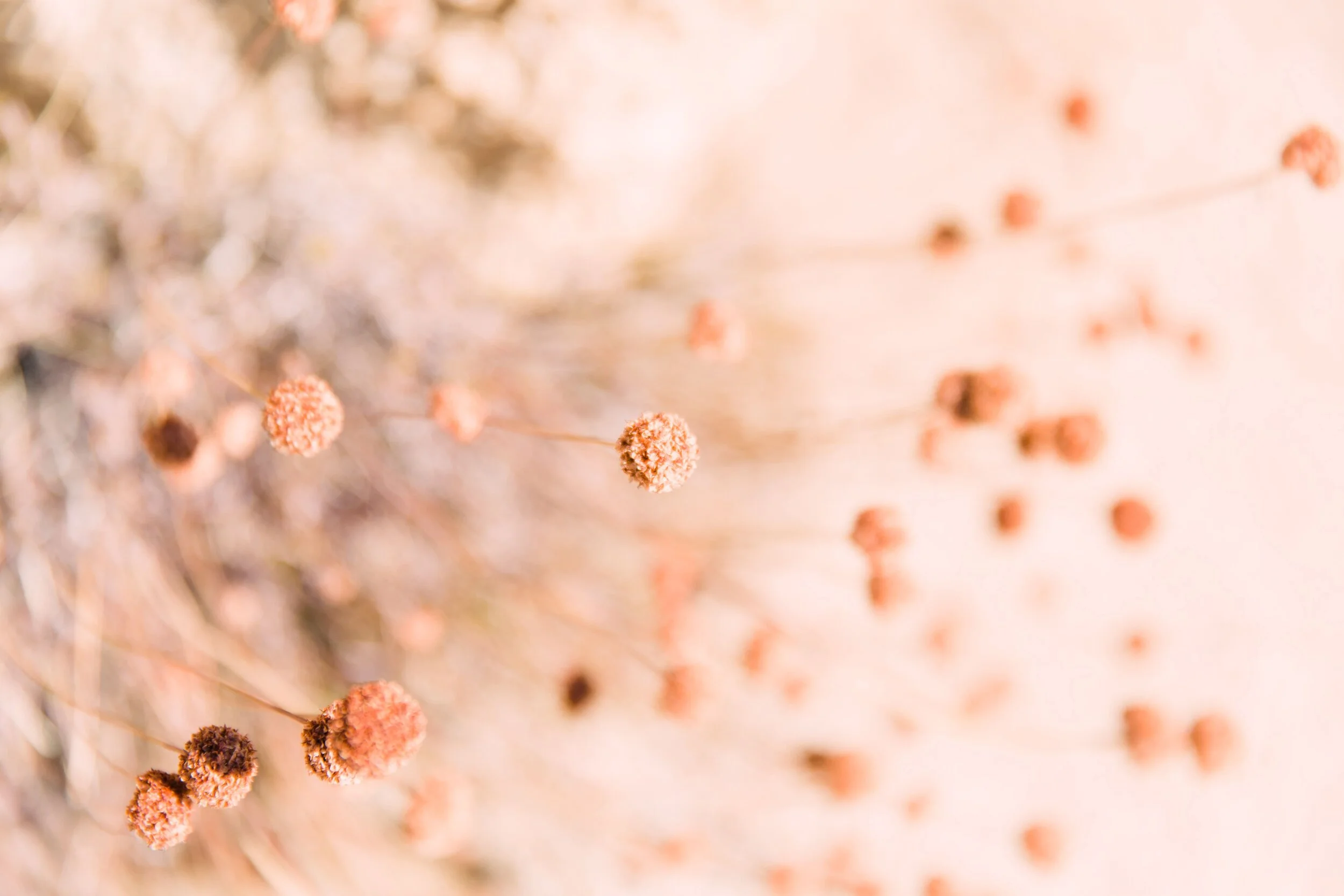 joshua tree wedding