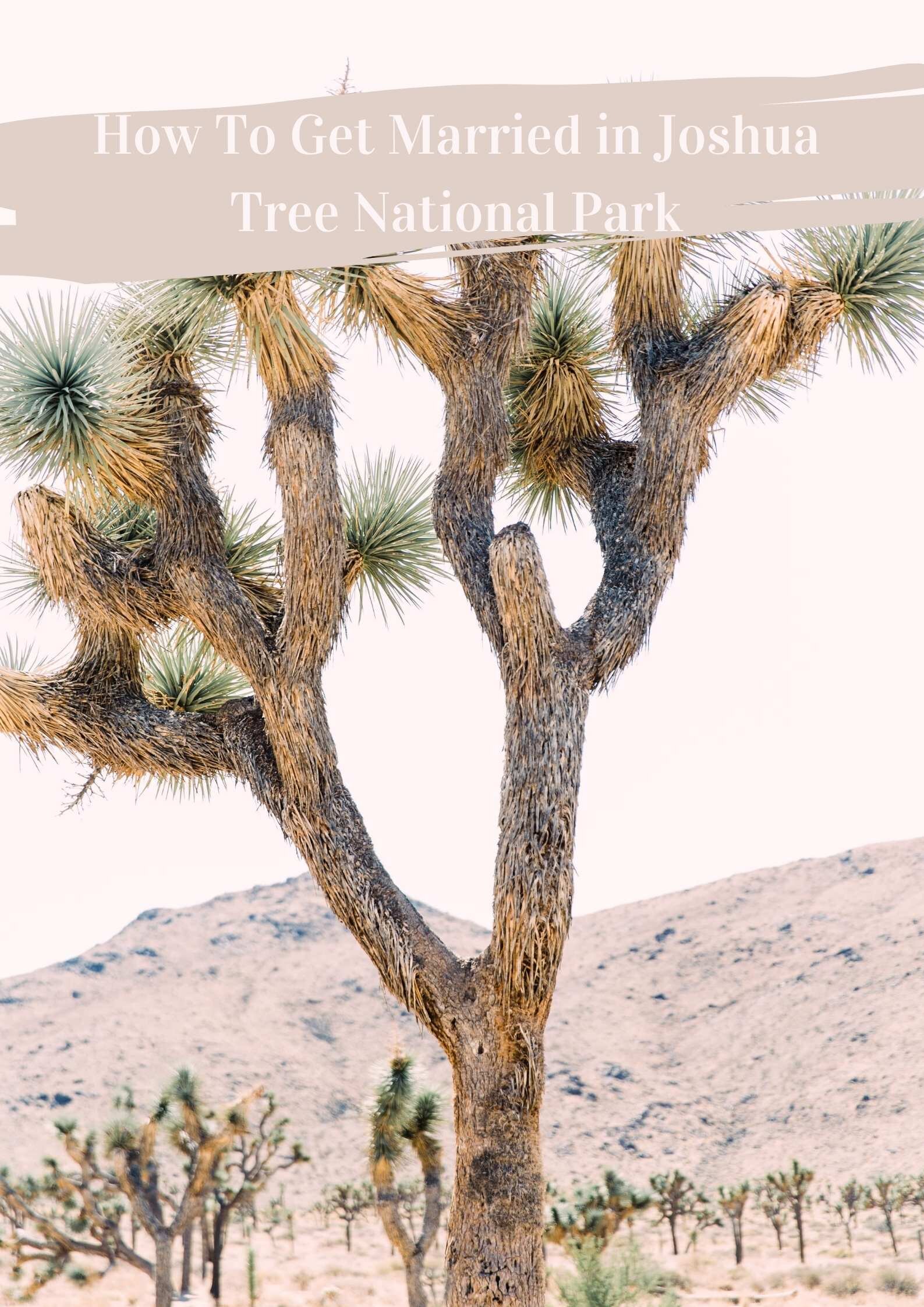 how to get married in joshua tree