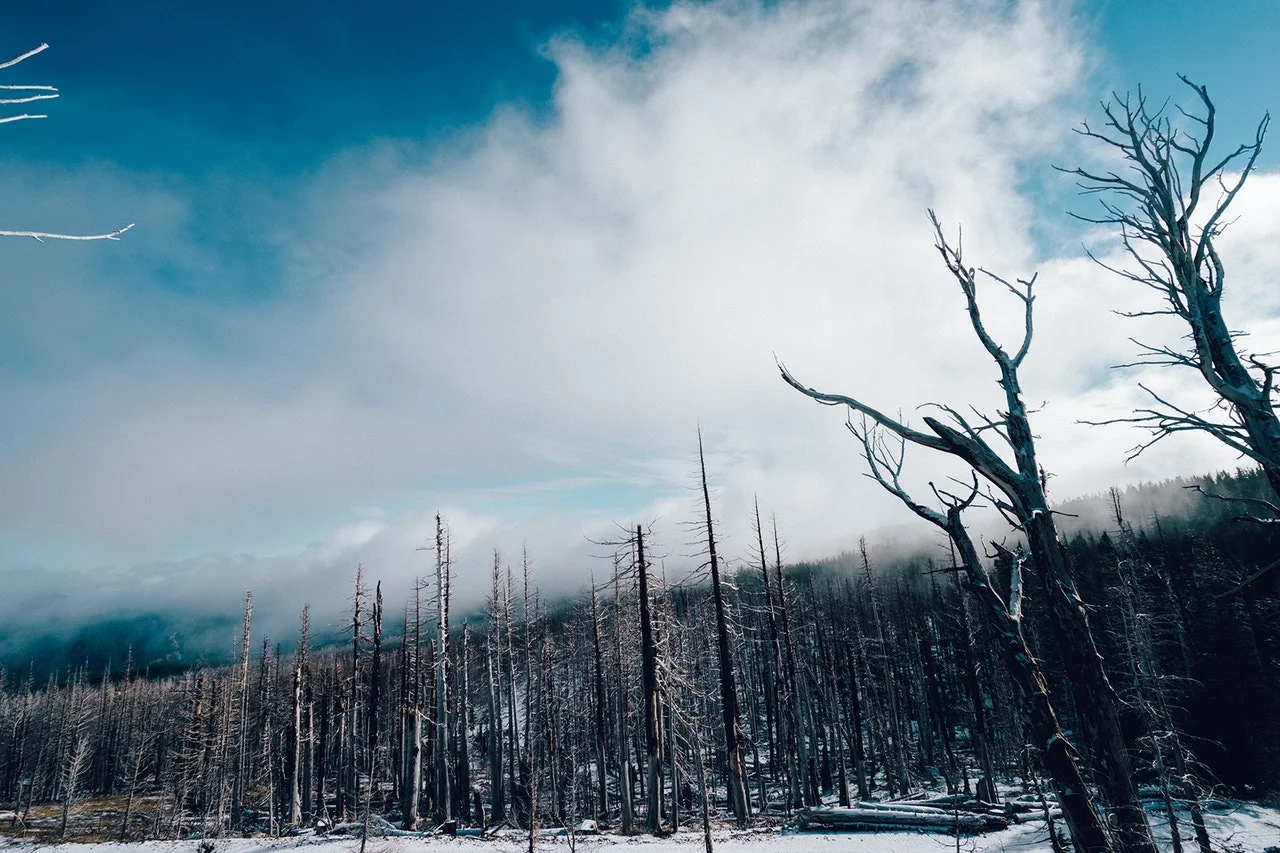 snow-forest-trees-winter.jpg