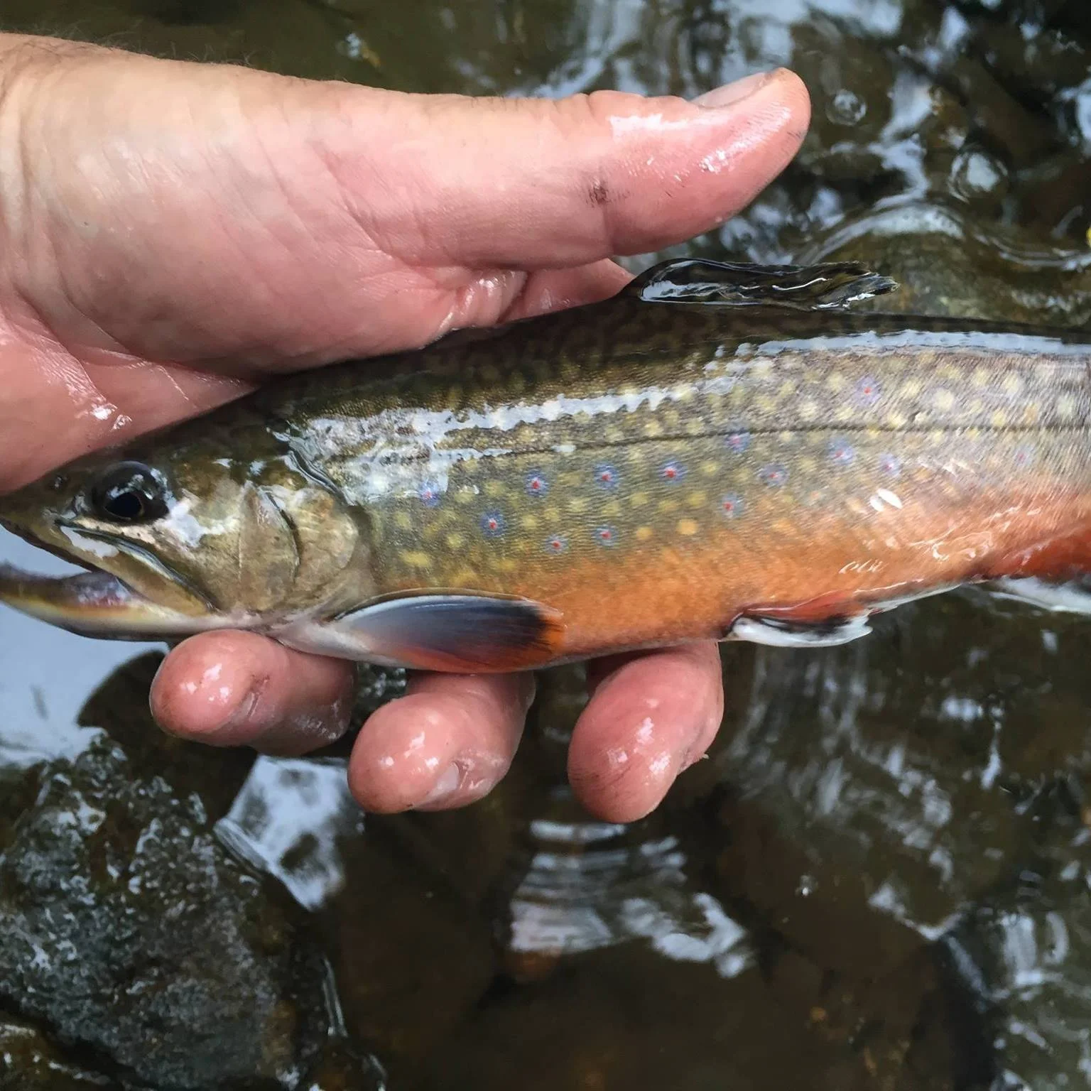Photo Credit: Outdoor Secrets Unwrapped TV personality Chris Bates Facebook page