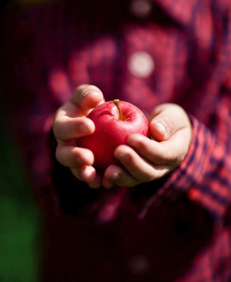 Apple-Orchard-Mad-Tom-Shires-of-Vermont.gif
