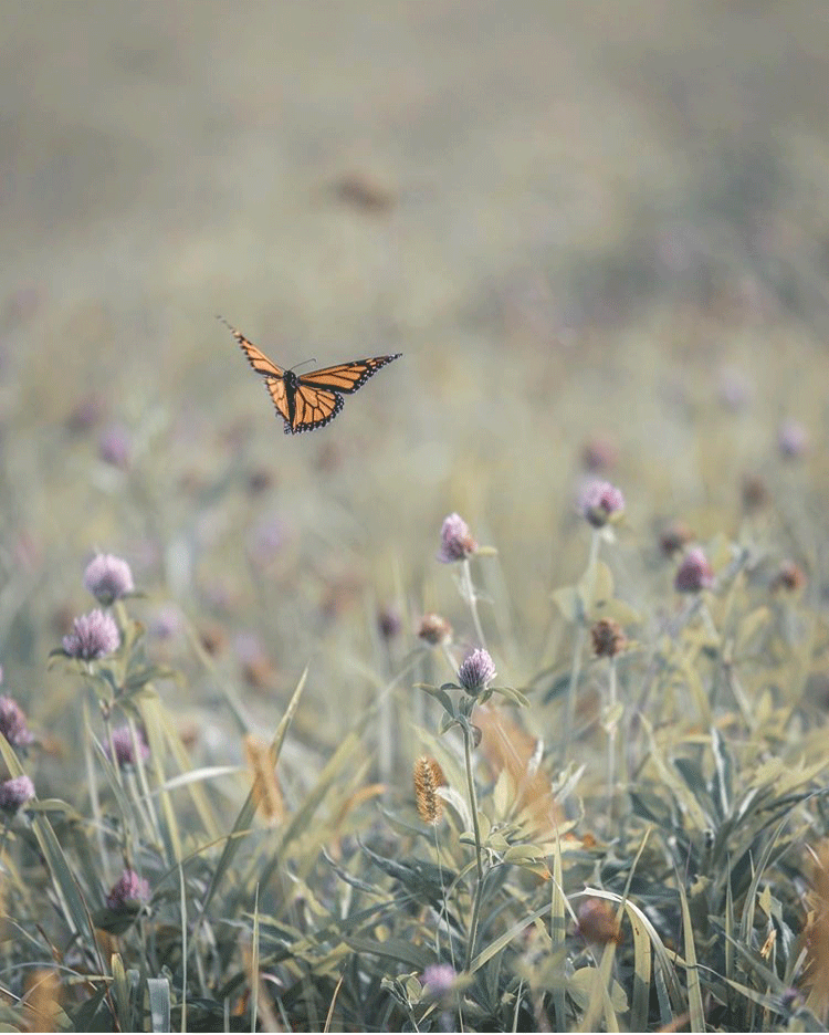 Butterfly-Pownal-Vermont-Shires-of-Vermont.gif