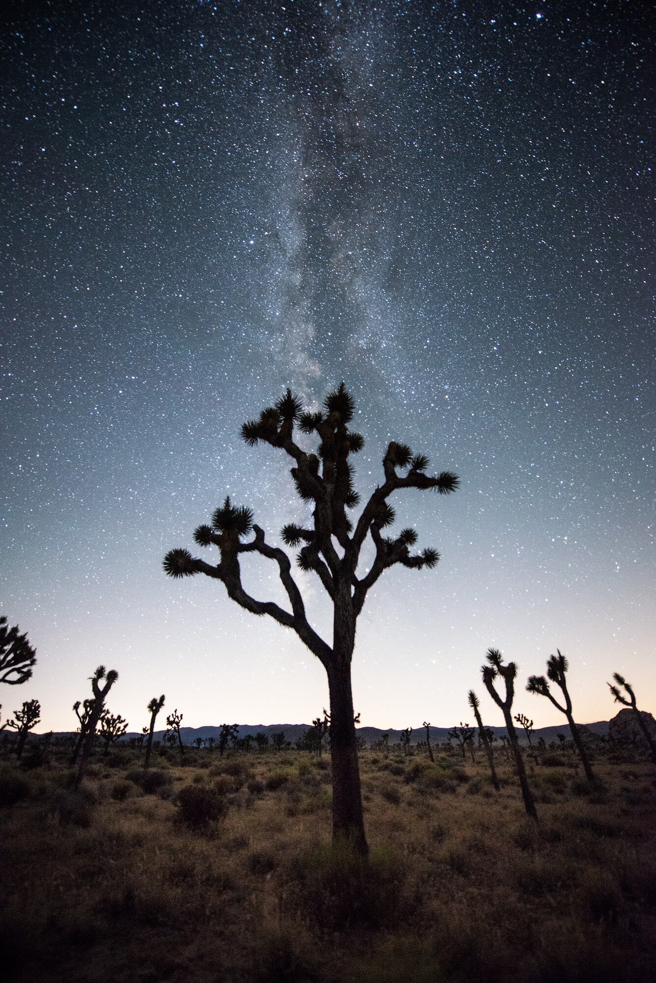 joshua-tree-vert-stars.jpg