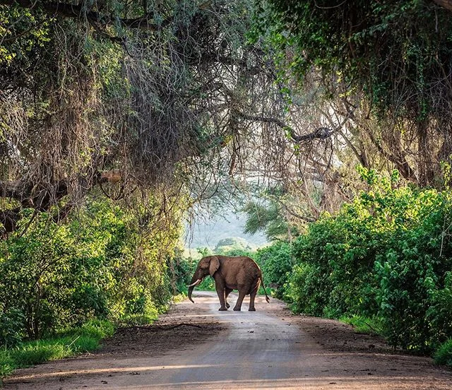 This was the last photo I took in 2016 and it has remained one of my favorites ever since. We were standing on a bridge in the remote Northern part of Kruger NP, watching elephants drinking and bathing in the Luvuvhu river below us. Suddenly, we hear