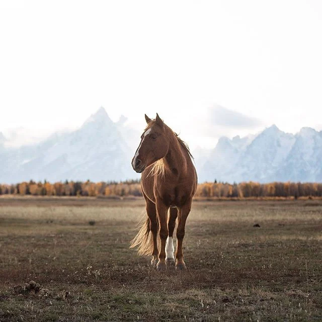 I never planned to get this shot. I had spotted a white horse that I wanted to photograph, beautifully framed in front of the dramatic Teton range. So I sat and waited, hoping she would stop grazing for just one second, lift her head, and look in the