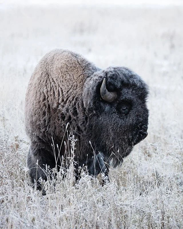 We had spent the night right outside the NorthEast entrance of Yellowstone so that we could drive straight into Lamar Valley - the &ldquo;Serengeti of America&rdquo; - the following morning.⁣
When we woke up to temperatures hovering around 0&deg;F, I