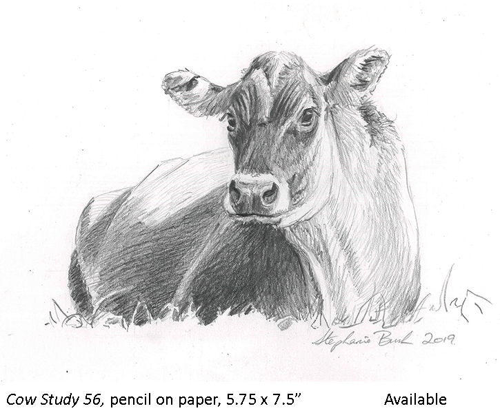 Cow Study 56_t2.jpg