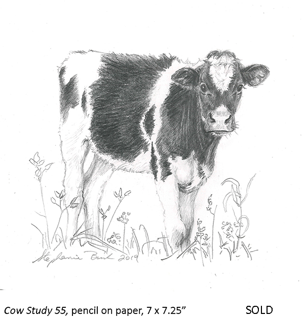 Cow Study 55_t4.jpg