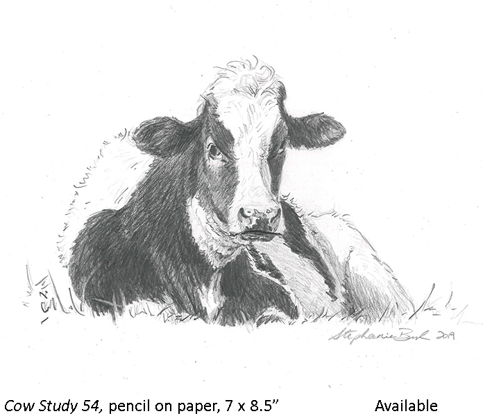 Cow Study 54_t2.jpg