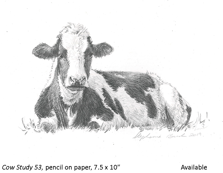 Cow Study 53_t2.jpg