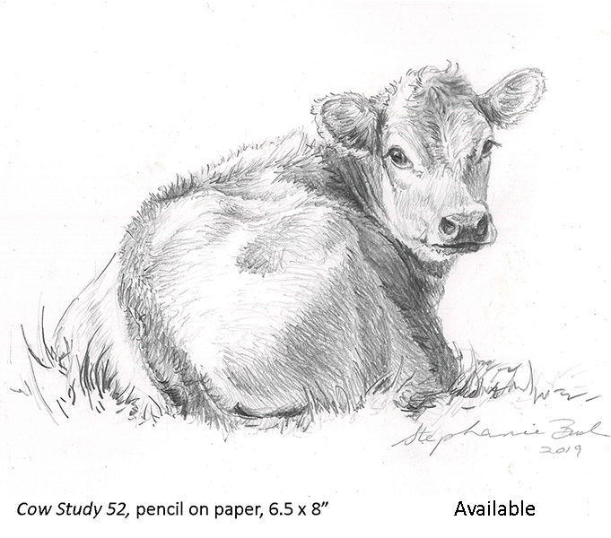 Cow Study 52_t2.jpg
