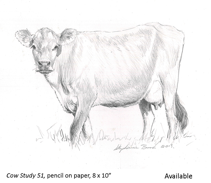 Cow Study 51_t2.jpg