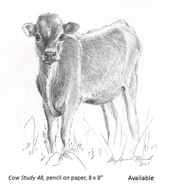 Cow Study 48_t2.jpg