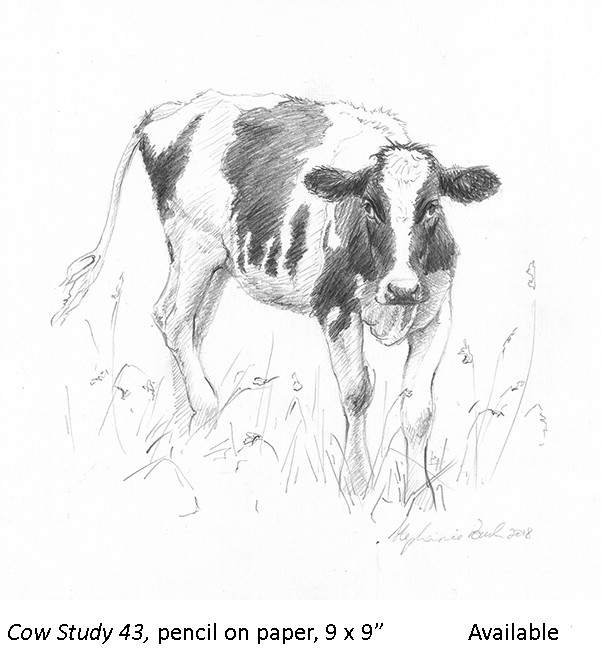 Cow Study 43_t2.jpg