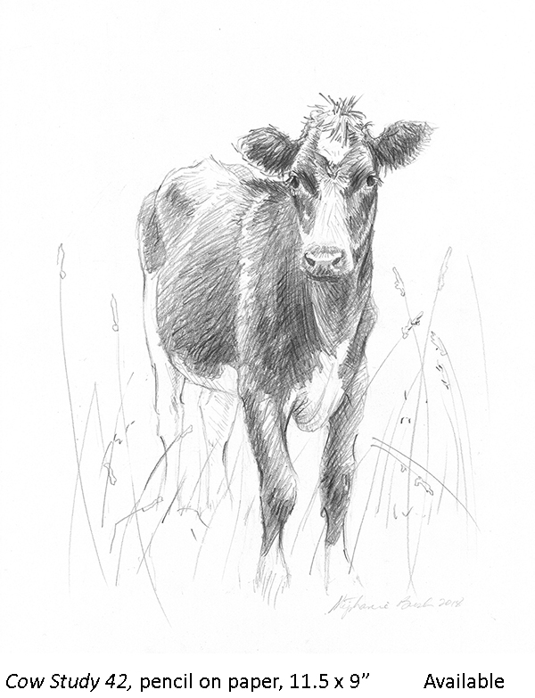 Cow Study 42_t2.jpg