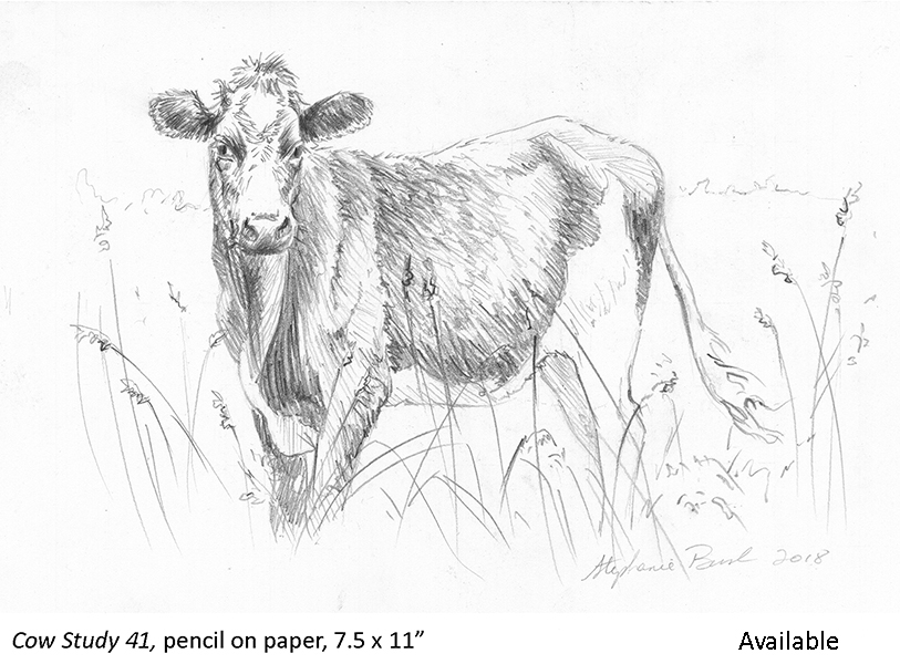 Cow Study 41_t2.jpg