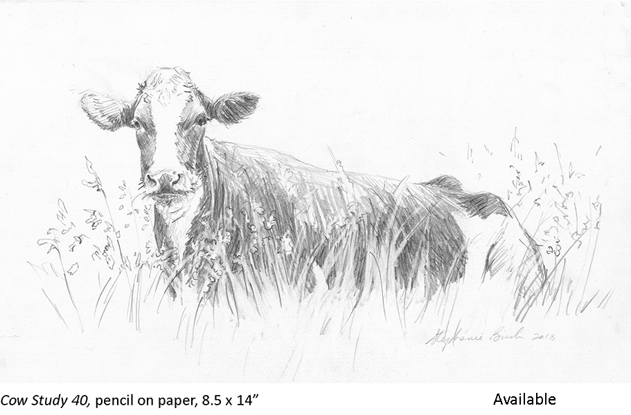 Cow Study 40_t2.jpg
