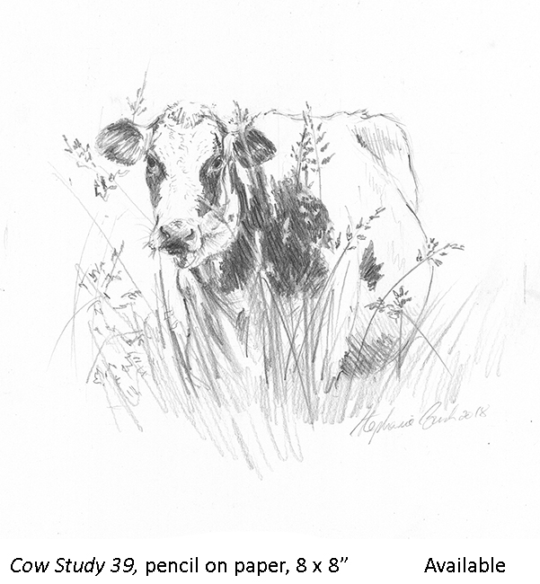 Cow Study 39_t2.jpg