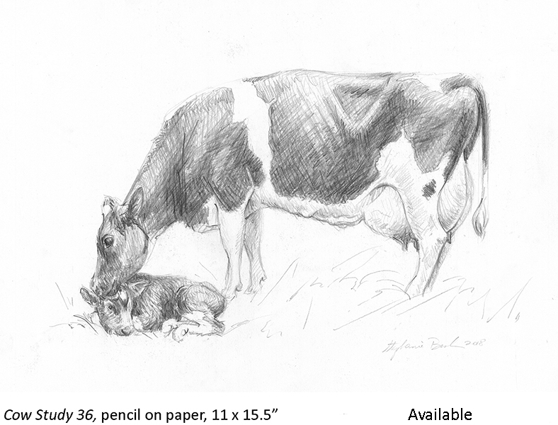 Cow Study 36_t2.jpg