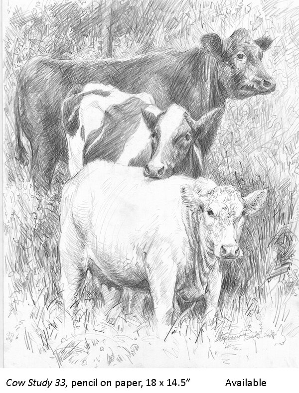 Cow Study 33_t2.jpg