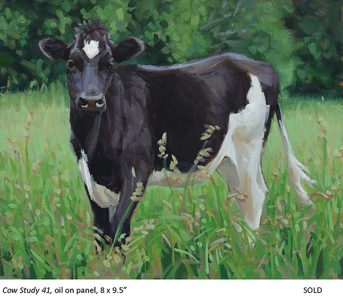 Cow Study 41_t4.jpg