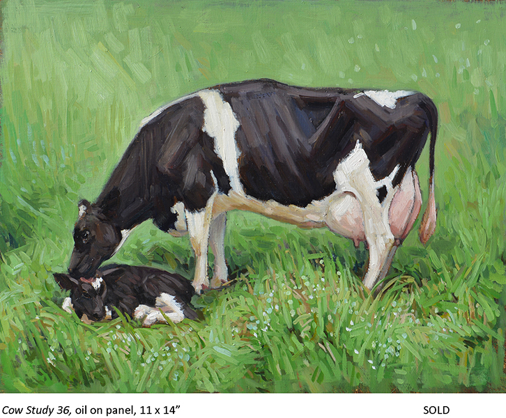 Cow Study 36_t4.jpg