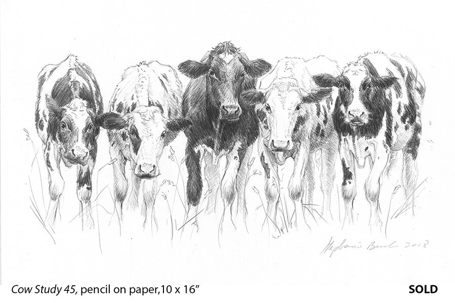 Cow Study 45_t4.jpg