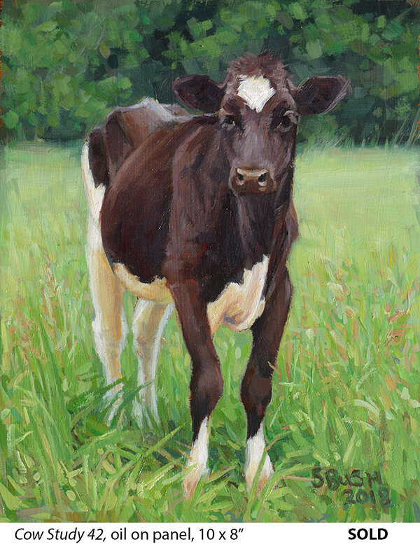 Cow Study 42_t4.jpg