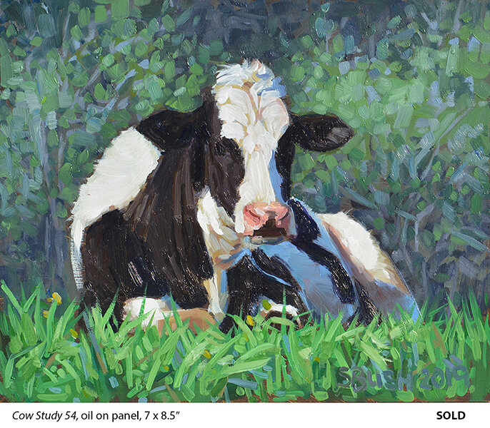 Cow Study 54_t4.jpg