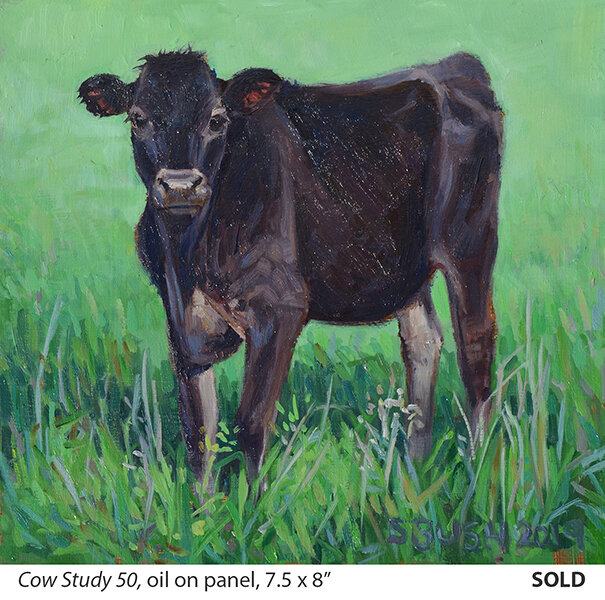 Cow Study 50_t4.jpg