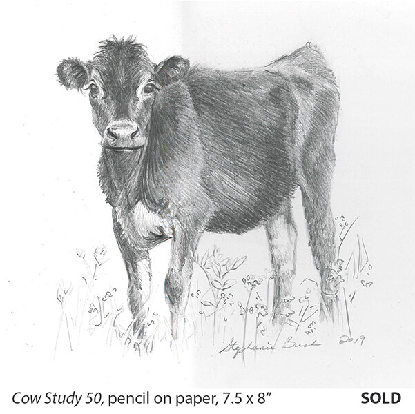Cow Study 50_t4.jpg