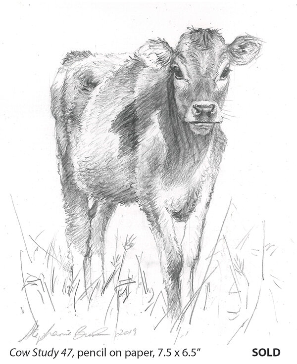 Cow Study 47_t4.jpg