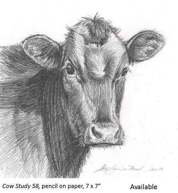 Cow Study 58_t2 copy.jpg