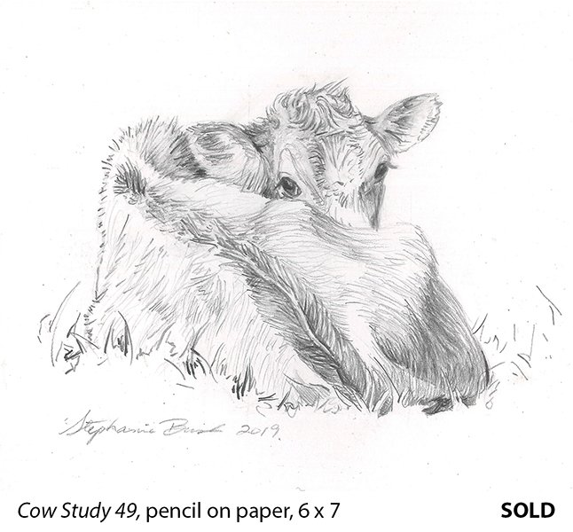 Cow Study 49_t4jpg.jpg