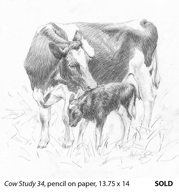 Cow Study 34_t4.jpg