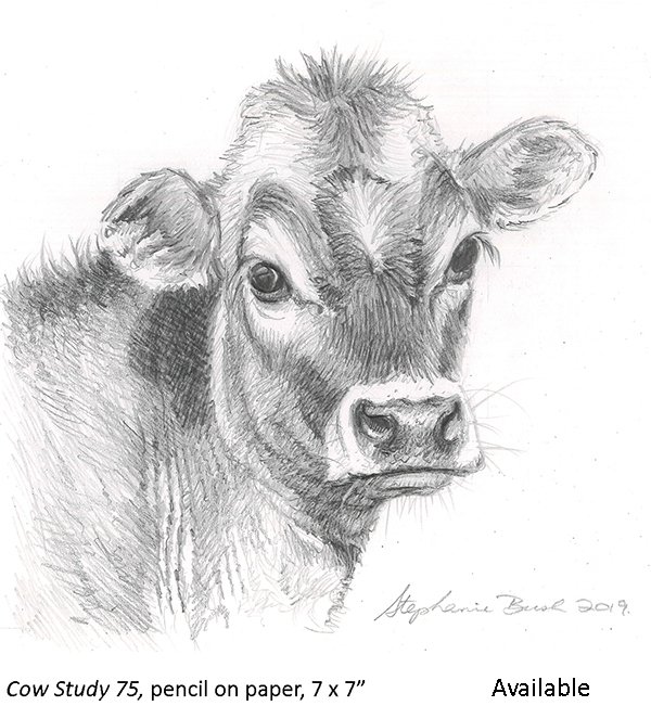 Cow Study 57_t2.jpg