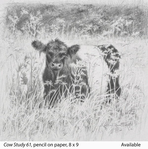 Cow Study 61_t2.jpg