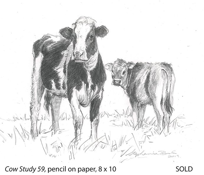 Cow Study 59_t4.jpg